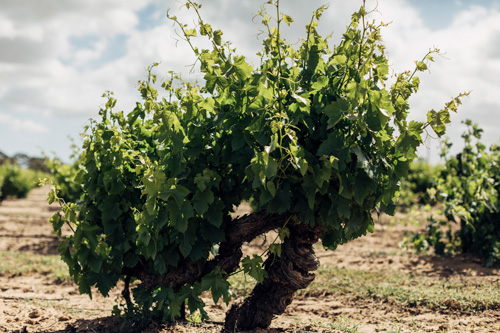 オーストラリアの古樹ブドウ