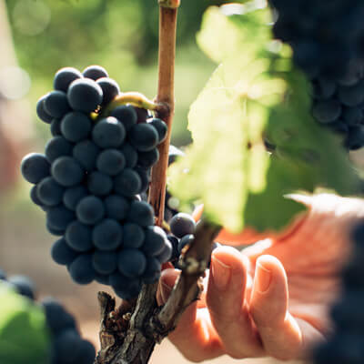 世界中のブドウ品種がここにはある