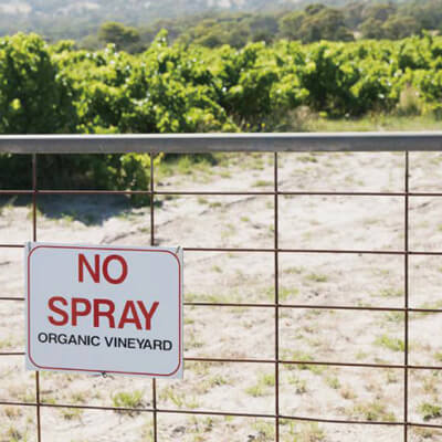 オーガニック栽培のブドウ畑