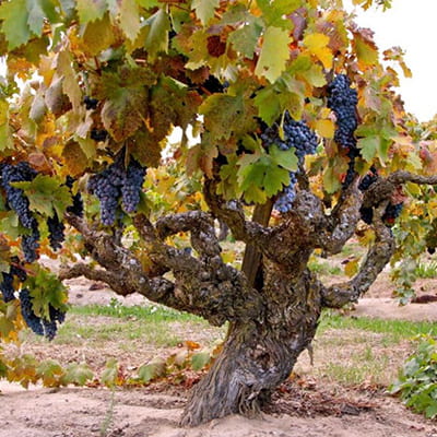 カリフォルニアで栽培されるジンファンデルの古樹