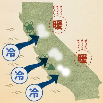 カリフォルニアの霧