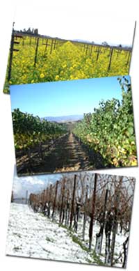 カリフォルニアの風景