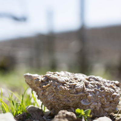 シャブリの土壌