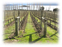 ニュージーランドの風景