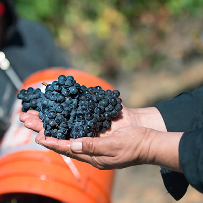 オレゴンのピノ・ノワール