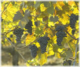 オレゴンワインイメージ写真