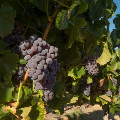 パソロブレスのブドウ