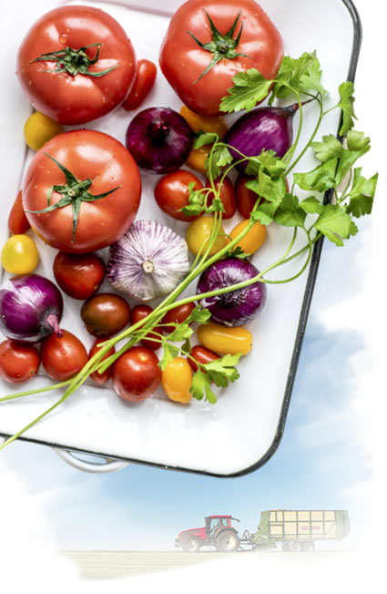 ソノマワインの特徴その2:歴史あるオーガニック農業