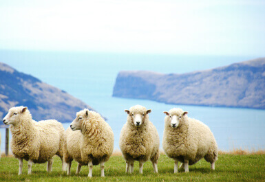 ニュージーランド