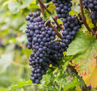 ピノノワールのブドウ写真