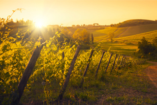 シックス エイト ナイン セラーズ　ヴィンヤード写真