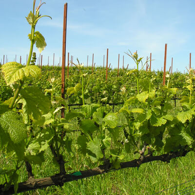 アリシアン・ワインズの畑