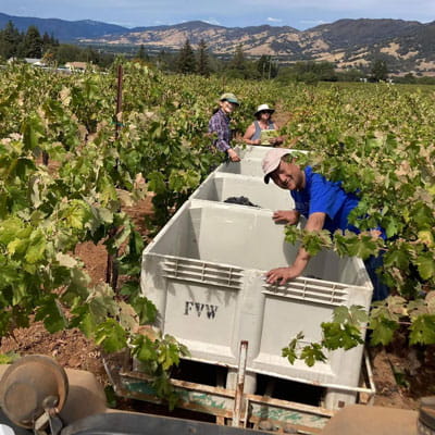 アーサー セラーズの収穫風景
