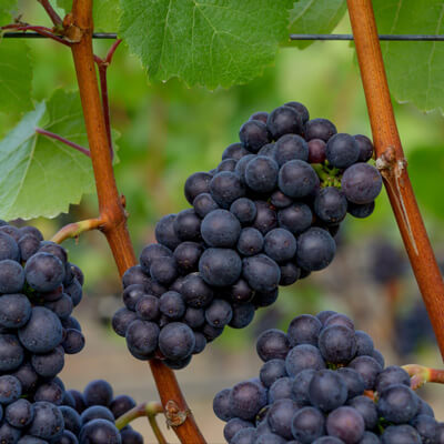 アストンの葡萄