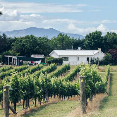 アストロラーベのブドウ畑