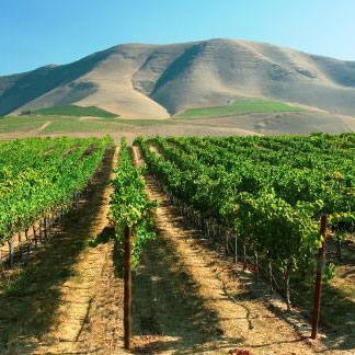 オーボンクリマの主要なブドウ畑