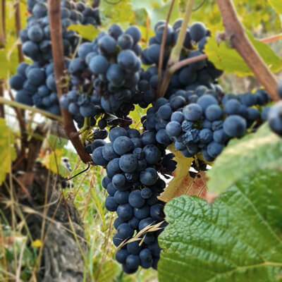 バスフィリップの葡萄