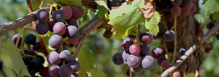 ベラリッジ・エステート