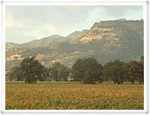 ベリンジャーのワイン2