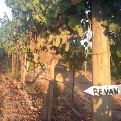 ビーヴァンセラーズのブドウ