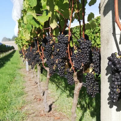 ブラッケンブルックの畑