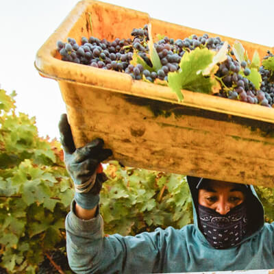 ボーグルの収穫風景