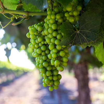 ボーグルで使用するブドウ