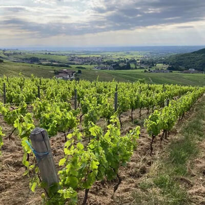 ドメーヌ ド ボワシャンのブドウ畑