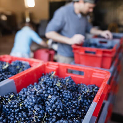 ドメーヌ ド ボワシャンの収穫したブドウ