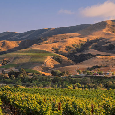 ブリュワー クリフトンの畑