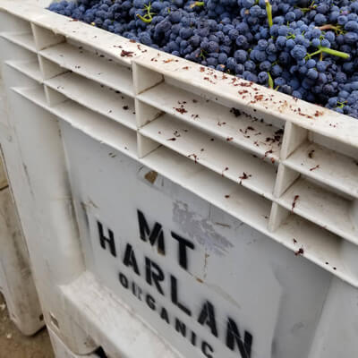 オーガニックなブドウ畑で収穫されるピノノワール