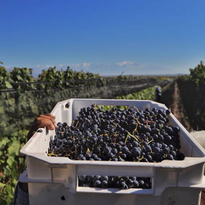 ケイマスのブドウ