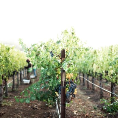 リバーベンド・エステート ヨントヴィル