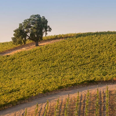 パソ・ロブレス