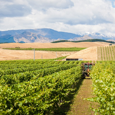 デルタ・ワイン・カンパニーの畑