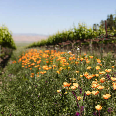 ディストリクト7のサスティナブルな畑