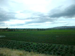 ドッグポイントの畑