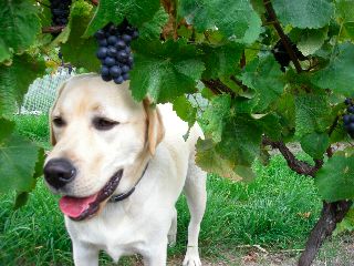 ドッグポイントのピノノワール