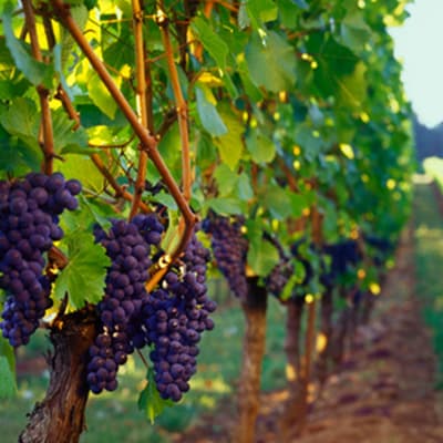 ドメーヌ・セリーヌの葡萄