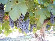 ドミナスのヴィンヤード風景4