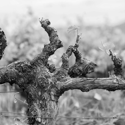 ト・カロンヴィンヤードのブドウ