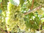 ダックホーンのヴィンヤード風景1