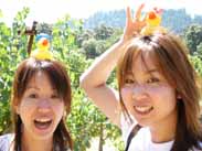 ダックホーンのヴィンヤード風景2