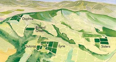 ジ アイリー ヴィンヤーズの畑