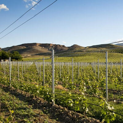 マクミュアー・ヴィンヤード