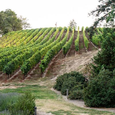 グロリア・ヴィンヤード