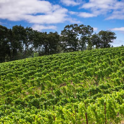 ユーキ・ヴィンヤード