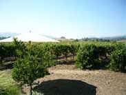 フロッグスリープ