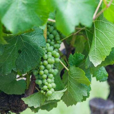 ジャイアント・ステップスのブドウ