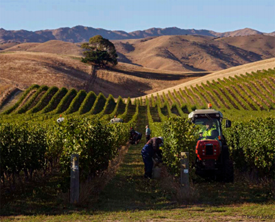 グレイワッキーの畑